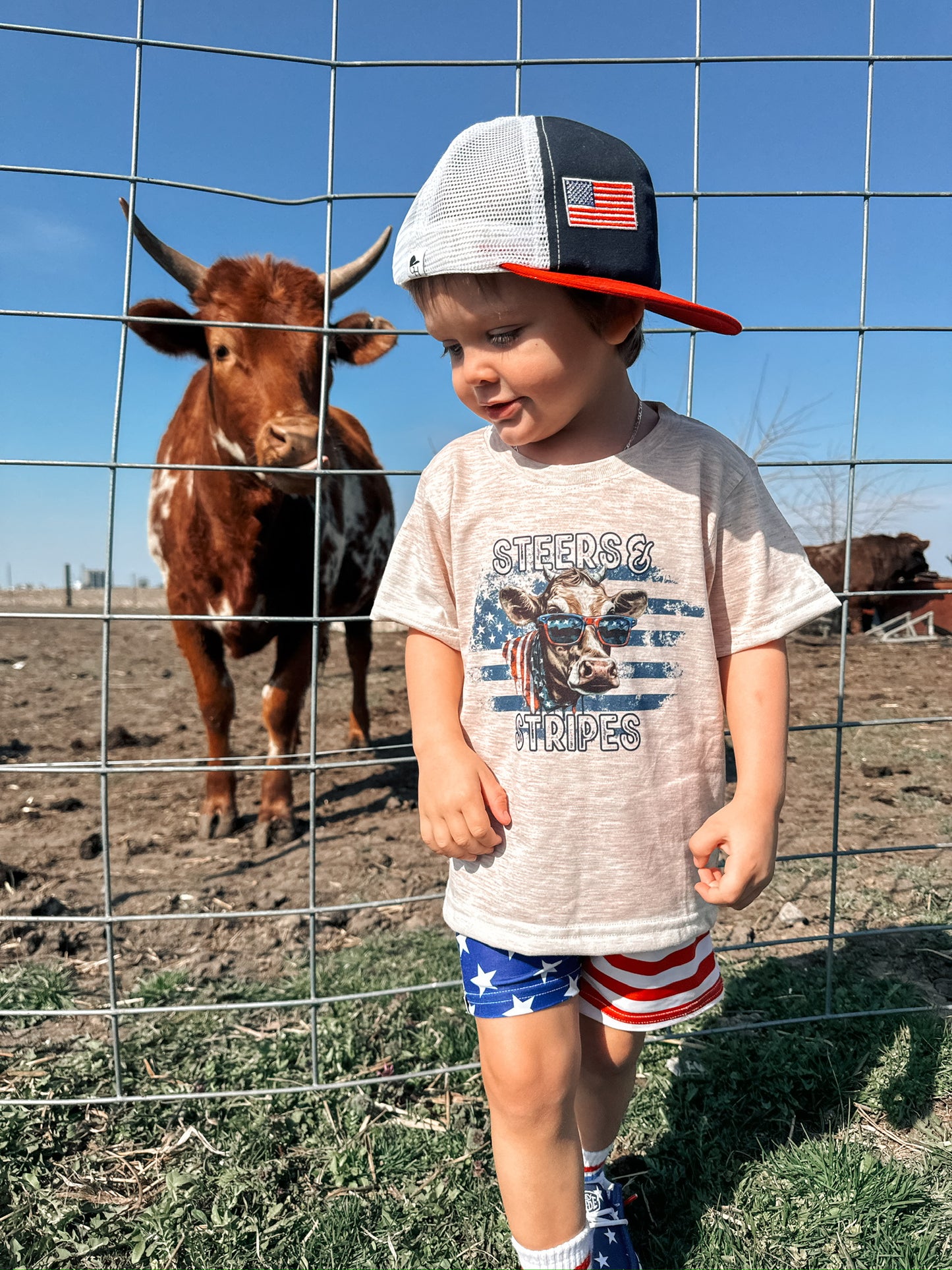 Steers and stripes